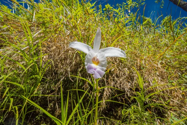 Wild White Flower Blossom Spring Time Photo Suitable Use Botanical — Stock Photo, Image