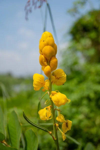 stock image The photo is suitable to use for botanical flower content media and nature background.