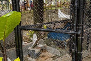 Kuş ve memeli küçük hayvanat bahçesinde kafesin içinde. Fotoğraf hayvanat bahçesi posteri ve hayvan içeriği medyası için kullanılabilir.