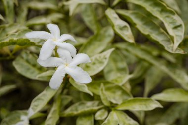 Bahar bahçesinde küçük beyaz çiçekleri ve yeşil yaprakları kapat. Fotoğraf doğa arka planı, botanik posteri ve doğa içeriği medyası için kullanılabilir.