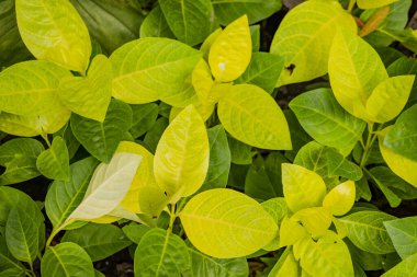 Tropikal ormanda ve dekoratif bitkide bir sürü yeşil yaprak var. Fotoğraf doğa arka planı, botanik posteri ve doğa içeriği medyası için kullanılabilir.
