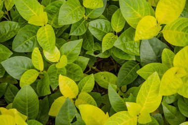 Tropikal ormanda ve dekoratif bitkide bir sürü yeşil yaprak var. Fotoğraf doğa arka planı, botanik posteri ve doğa içeriği medyası için kullanılabilir.
