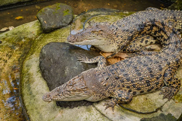 Zwei Krokodile Auf Dem Kanalkäfig Mini Zoo Sie Nehmen Ein — Stockfoto