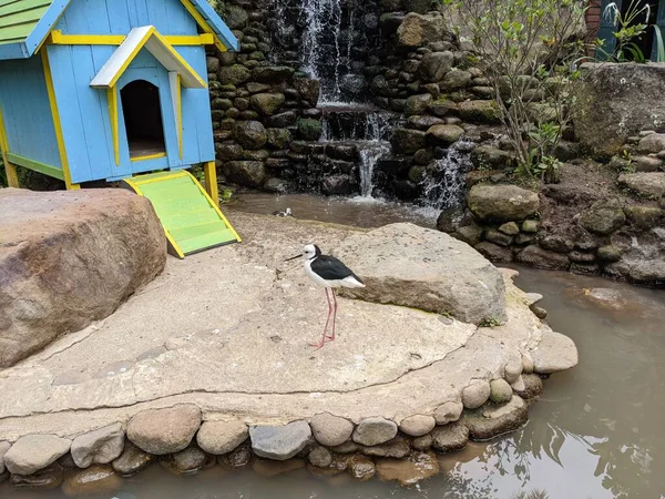 Kleiner Storch Steht Auf Dem Feld Mini Zoo Das Foto — Stockfoto