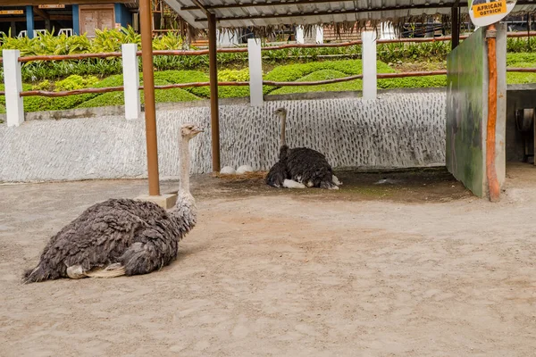 Strauß Sitzt Auf Einem Feld Mini Zoo Das Foto Eignet — Stockfoto