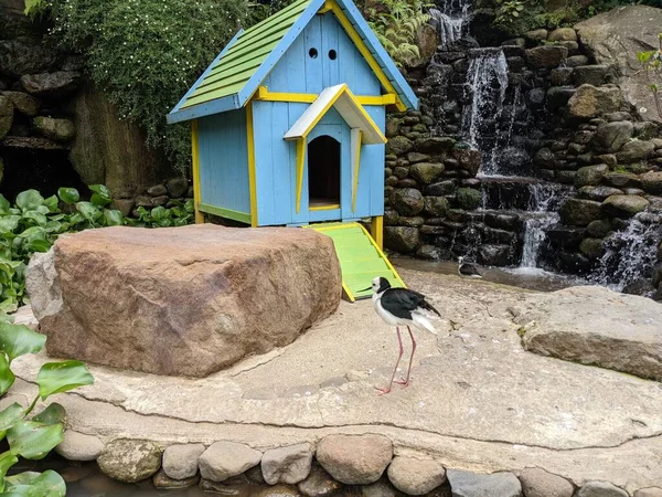 Kleiner Storch Steht Auf Dem Feld Mini Zoo Das Foto — Stockfoto