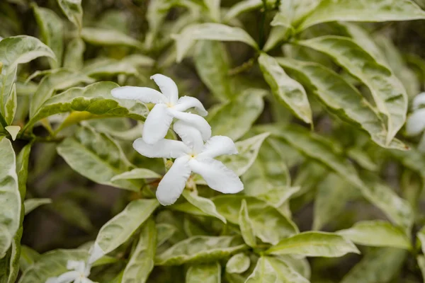 stock image Close up little white flower and green leaf on the spring garden. Photo is suitable to use for nature background, botanical poster and nature content media.