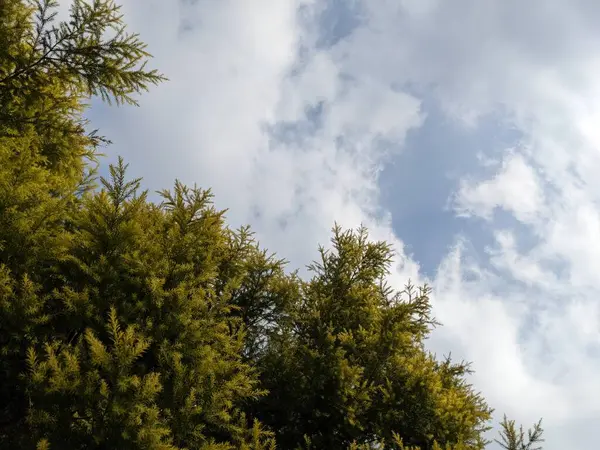 Stromově Zelené Listy Oblačným Pozadím Oblohy Mají Nízký Úhel Fotografie — Stock fotografie