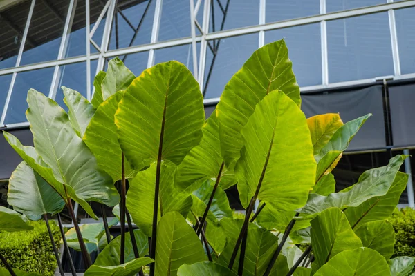 Spousta Zelených Listů Tropickém Lese Dekorativní Rostliny Fotografie Vhodná Pro — Stock fotografie