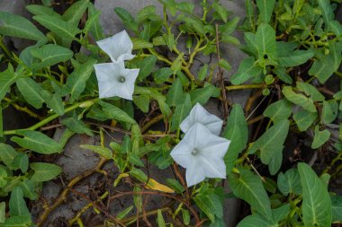 Ipomea Forsk 'un beyaz çiçeği ve yeşil yaprağı. Fotoğraf botanik geçmişi, doğa posteri ve flora eğitimi içeriği medyası için kullanılabilir.