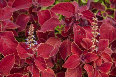 Doğu Java Endonezya Tumis Kangkung 'un geleneksel sebzeleri. Fotoğraf günlük yemek içeriği medya ve gıda geçmişi için kullanılabilir.