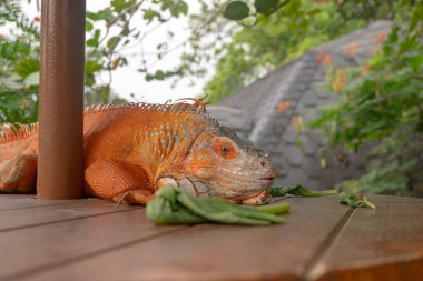 Turuncu iguana sebze yedikten sonra tahta tahtada kalır. Fotoğraf sürüngen posteri, evcil hayvan içeriği medyası ve hayvanat bahçesi posteri için uygun.