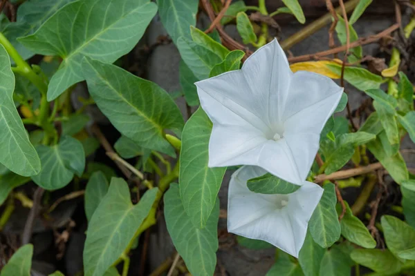 White flower and green leaf of Ipomea aquatic Forsk. The photo is suitable to use for botanical background, nature poster and flora education content media.