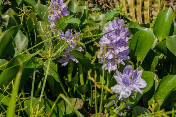 Lot of green leaf and violet flower of Water hyacinths Eichhornia. The photo is suitable to use for botanical background, nature poster and flora education content media.