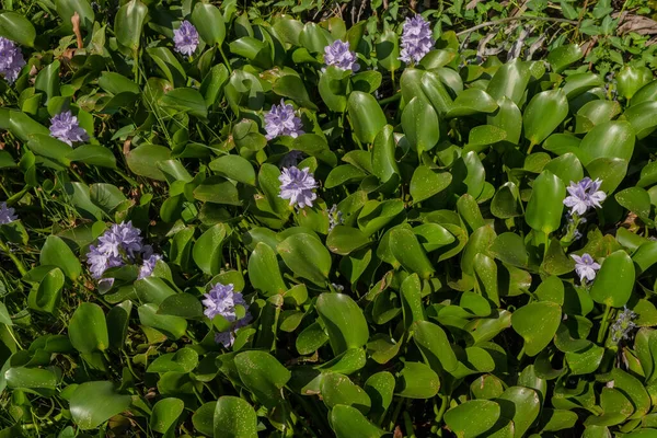 Багато Зеленого Листка Фіолетової Квітки Водяних Гіацинів Ейхгорнія Фотографія Підходить — стокове фото
