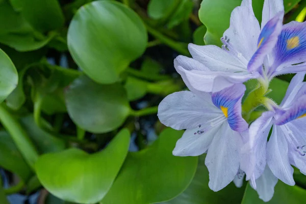 Beaucoup Feuilles Vertes Fleurs Violettes Jacinthes Eau Eichhornia Photo Convient — Photo