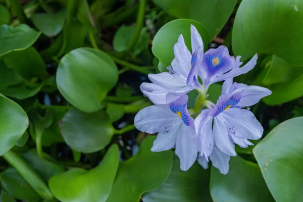 Beaucoup Feuilles Vertes Fleurs Violettes Jacinthes Eau Eichhornia Photo Convient — Photo