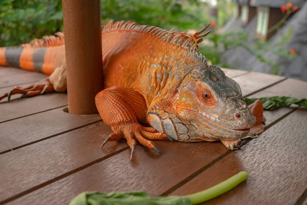 Orangefarbene Leguane Bleiben Auf Holzbrettern Nachdem Sie Gemüse Gegessen Haben — Stockfoto