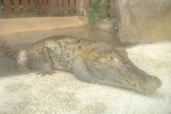 Krokodyl Klatce Ściekowej Mini Zoo Biorą Kąpiel Słoneczną Fotografia Nadaje — Zdjęcie stockowe