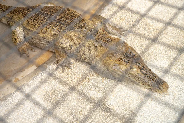 Coccodrillo Sulla Gabbia Fognaria Nel Mini Zoo Prendono Bagno Sole — Foto Stock