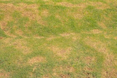 Çim tarlası ve yeşil çimlerin dokusu ve yüzeyi. Fotoğraf doğa arka planı, botanik posteri ve doğa içeriği medyası için kullanılabilir.