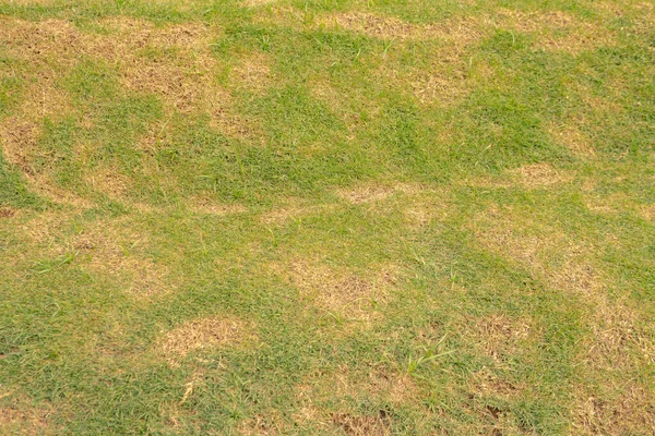 Tekstura Powierzchnia Trawy Zielonej Trawy Fotografia Nadaje Się Wykorzystania Tle — Zdjęcie stockowe