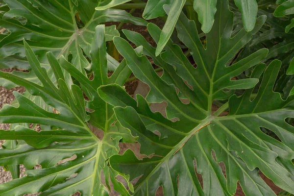 Textur Und Oberfläche Grünes Blatt Auf Dem Tropischen Wald Und — Stockfoto