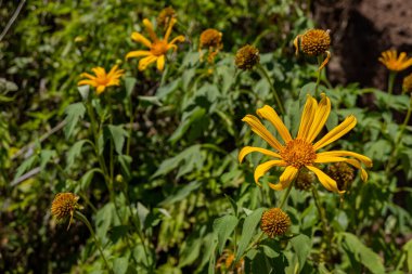 Asteraceae yaz mevsiminde açan yabani sarı çiçek. Yakın çekim fotoğrafı ve yeşil yapraklı arka planı var. Fotoğraf bitkisel içerik medyası ve çiçek arkaplanı için kullanılabilir..
