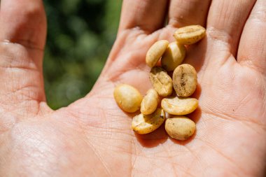 Hasat mevsiminde el ele tutuşup çiğ kahve çekirdeklerini göstereceğiz. Fotoğraf kafe afişi, arkaplan ve içerik medyası için kullanılabilir.
