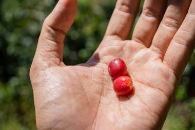 Hasat mevsiminde el ele tutuşup çiğ kahve çekirdeklerini göstereceğiz. Fotoğraf kafe afişi, arkaplan ve içerik medyası için kullanılabilir.