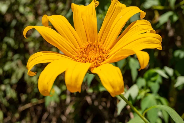 Asteraceae Wild Yellow Flower Blooming Summer Season Close Photo Green — Stock Photo, Image