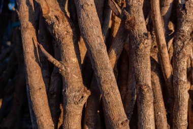 Güneş doğduğunda dağ ormanında çok fazla yakacak odun var. Fotoğraf, dokulu arkaplan ve çevresel poster içeriği medyası için kullanılabilir.
