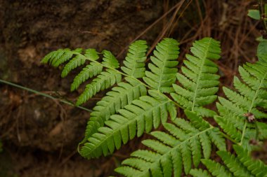 Kartal eğreltiotu yeşil yaprağının dokusu ve yüzeyi kamp alanında. Fotoğraf, botanik içerik medyası, çevre posteri ve doğa geçmişini kullanmak için uygun.
