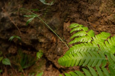 Kartal eğreltiotu yeşil yaprağının dokusu ve yüzeyi kamp alanında. Fotoğraf, botanik içerik medyası, çevre posteri ve doğa geçmişini kullanmak için uygun.