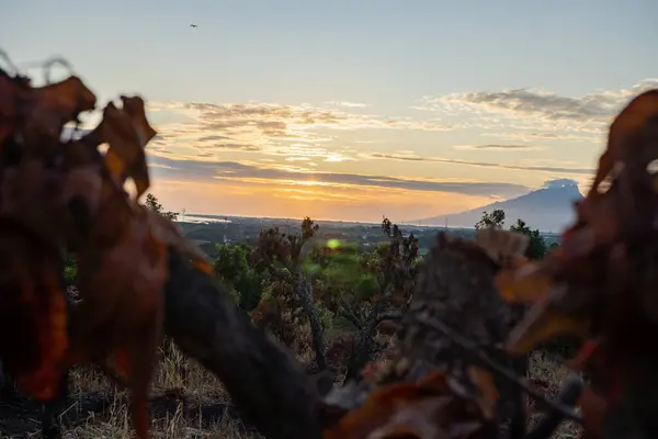 Tepelerin manzarası, gün doğumu manzaralı bahçe arazisi. Fotoğraf seyahat içeriği medyası ve doğa posteri için kullanılabilir.