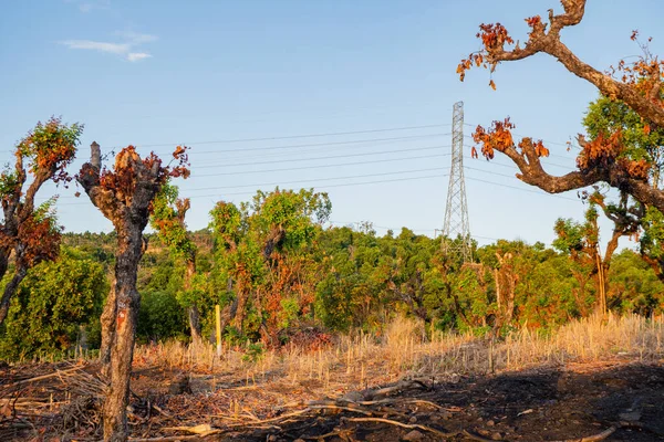Mavi gökyüzünün altında yüksek voltaj direkleriyle tepenin manzarası, elektrik iletimi. Fotoğraf elektrik iletim arkaplanı ve içerik ortamı için kullanılabilir.