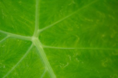 Midrib Colocasia esculenta Schott fotoğrafının dokusu ve yüzeyi doğa arka planı, botanik posteri ve doğa içeriği için uygundur..