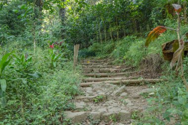Yağmur mevsiminde dağın zirvesine ulaşan tropikal ormandaki yol. Fotoğraf macera içeriği medyası, doğa posteri ve orman geçmişi için kullanılabilir.