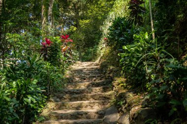 Yağmur mevsiminde dağın zirvesine ulaşan tropikal ormandaki yol. Fotoğraf macera içeriği medyası, doğa posteri ve orman geçmişi için kullanılabilir.