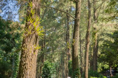 Pine Ormanı, baharda dağ yürüyüşü için piste çıkar. Fotoğraf macera içeriği medyası, doğa posteri ve orman geçmişi için kullanılabilir.