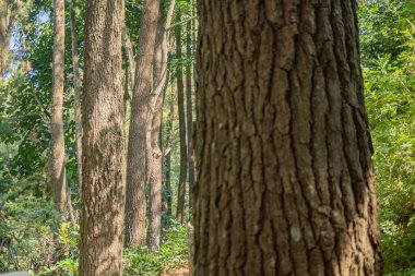 Pine Ormanı, baharda dağ yürüyüşü için piste çıkar. Fotoğraf macera içeriği medyası, doğa posteri ve orman geçmişi için kullanılabilir.