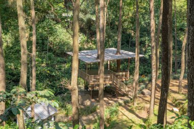 Pine Ormanı, baharda dağ yürüyüşü için piste çıkar. Fotoğraf macera içeriği medyası, doğa posteri ve orman geçmişi için kullanılabilir.