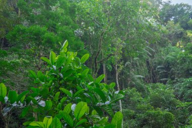 Pine Ormanı, baharda dağ yürüyüşü için piste çıkar. Fotoğraf macera içeriği medyası, doğa posteri ve orman geçmişi için kullanılabilir.