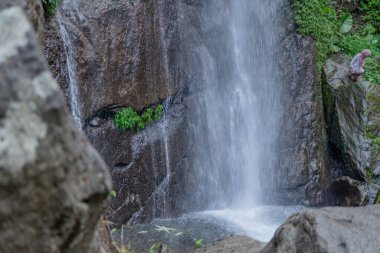 Yağmur mevsimi geldiğinde tropikal ormana küçük su düşer. Fotoğraf macera içeriği medyası, doğa posteri ve orman geçmişi için kullanılabilir.