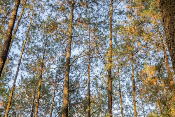 Pine Ormanı Baharda Dağ Yürüyüşü Için Piste Çıkar Fotoğraf Macera — Stok fotoğraf