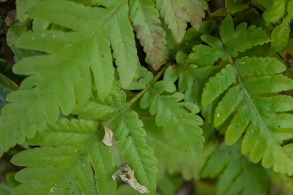 Teksturowana Powierzchnia Zielonego Liścia Paproci Orła Polu Namiotowym Fotografia Nadaje — Zdjęcie stockowe