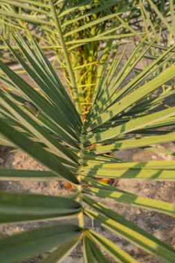 Kurma ağacı ve yaprak Phoenix Dactylifera palmiyeleri büyürken. Fotoğraf, botanik içerik ortamı ve doğa fotoğrafı arkaplanı için kullanılabilir.