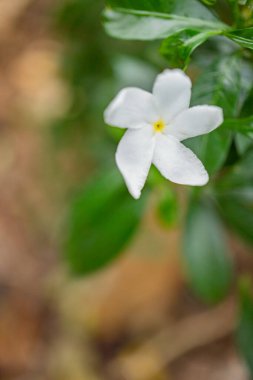 Beyaz çiçek tabernaemontana corymbosa yağmurlu mevsimde elle çiçek açar. Fotoğraf bitkisel içerik medyası ve çiçek arkaplanı için kullanılabilir..