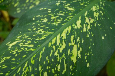 Çiçek açtığında Dieffenbachia 'nın yeşil yaprak arka planı. Fotoğraf bitkisel içerik medyası ve çiçek arkaplanı için kullanılabilir..