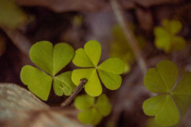 Bahar mevsimi makrofotoğrafçılığında yeşil yapraklı yonca Marsilea Crenata. Fotoğraf, botanik içerik medyası, çevre posteri ve doğa geçmişini kullanmak için uygun.